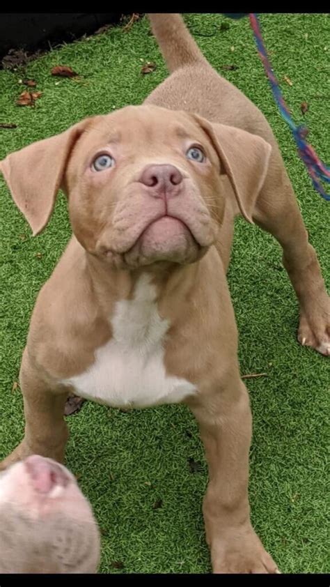bully xl puppies for sale near me craigslist
